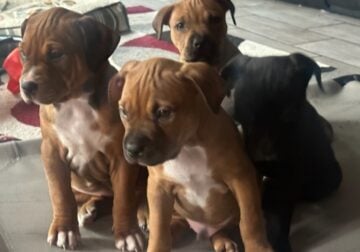 American Pitbull puppies