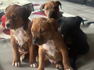 American Pitbull puppies