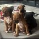 American Pitbull puppies