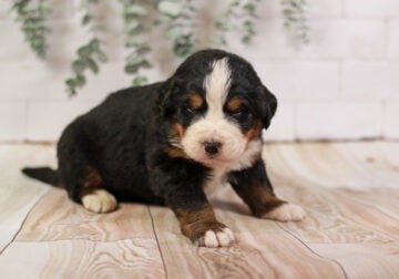 Cadbury: The Kid Friendly Bernese Mountain Dog Pup