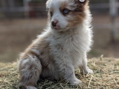 Standard Australian Shepherd