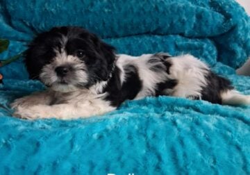 Dolly the Shihchon