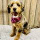 Mini Aussiedoodle/Aussiepoo