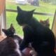 Family of Cats