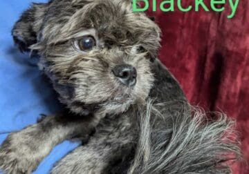 Shih Tzu Blackey the Bandit