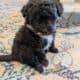 5 Miniature Aussiedoodle puppies