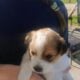 Smart puppies border collie blue tick mixed super