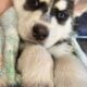 Purebred Husky Puppies
