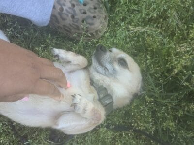Rehoming loving sweet 4 year old boy