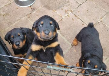 AKC Rottweiler Puppy