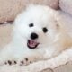 Pomeranian Puppy