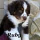 Australian Shepherd puppies