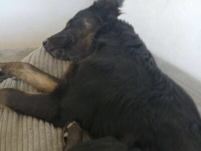 5 shiba inu german shepherd puppie