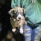 7 week old pit bull puppies