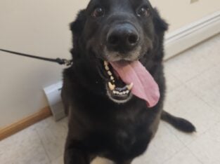 Rehoming Shepard/Lab 6 year old male