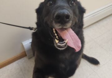 Rehoming Shepard/Lab 6 year old male