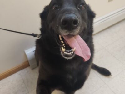 Rehoming Shepard/Lab 6 year old male