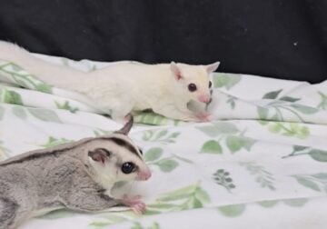 Sugar glider joeys
