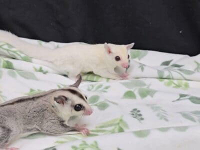 Sugar glider joeys