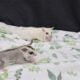 Sugar glider joeys