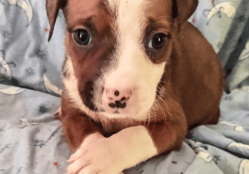 American Bulldog Puppies