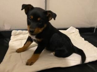 Sweet boy/ Australian cattle dog/red heeler