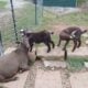Baby Nubian goat