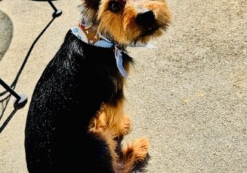 Male Yorkshire Terrier Needs New Home