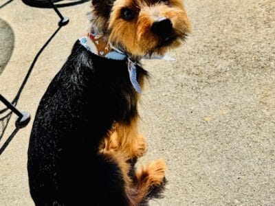 Male Yorkshire Terrier Needs New Home