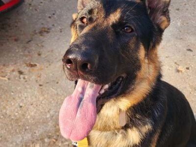 German Shepherd for Rehoming