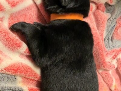 Labradoodle Puppy