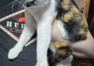 rescue cats
