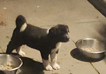 5 adorable 7 wk old Akita puppies