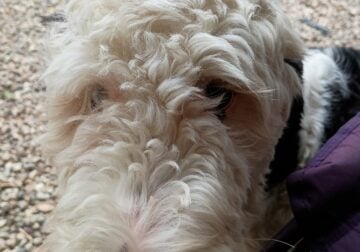 Sweetest sheepadoodle