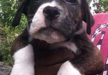 American PitBull