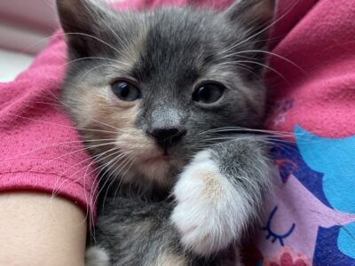 Kitties