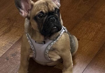 Female Frenchie