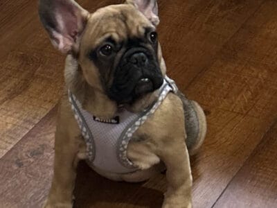 Female Frenchie