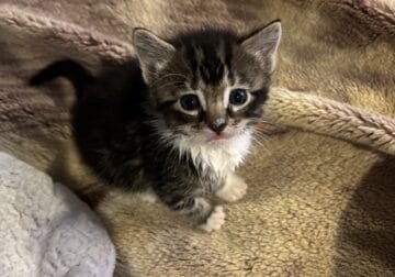 Kitten for sale