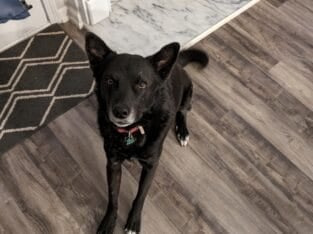Black German Shepherd mix needs a new home