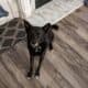 Black German Shepherd mix needs a new home