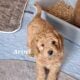 F1b Mini (micro) Goldendoodle