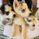Husky Sale