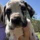 Great Dane puppies