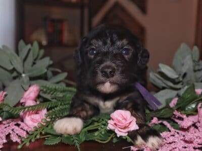 Sheepadoodle Female “Voilet”