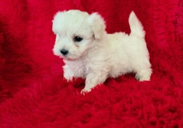 Malshih Puppies