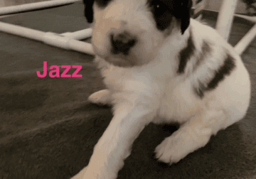 F1BB LABRADOODLE