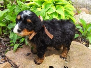Mini Bernedoodle Benji