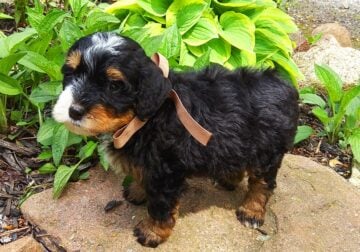 Mini Bernedoodle Benji