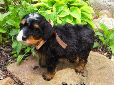 Mini Bernedoodle Benji